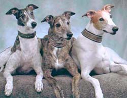 GreyHounds